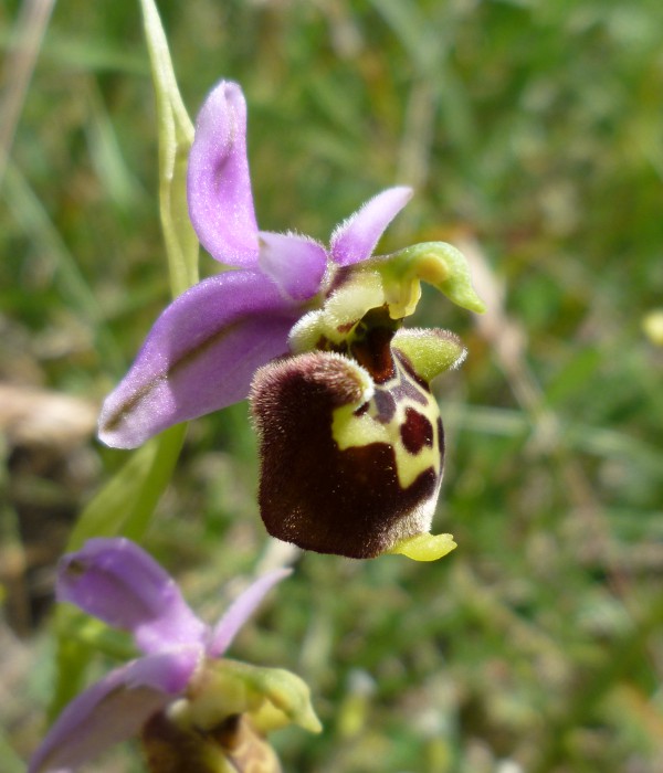 Ophrys (h.) dinarica variazioni